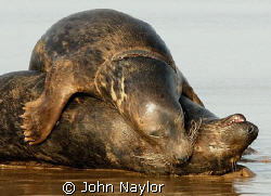 grey seals playing at waters edge  by John Naylor 